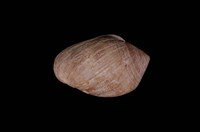 藏品(鼬耳螺)的圖片